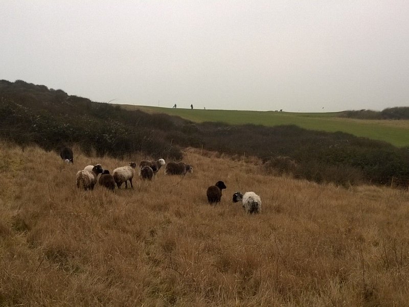 Sheep return to Seaford Head
